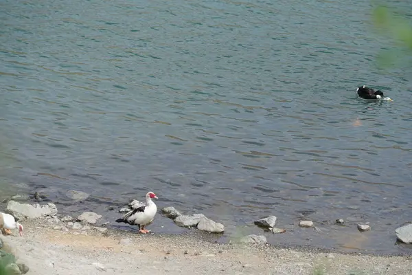 Nisan ayında Hawd al Bid 'ah rezervuarında ördeklerin cinsel ilişkiye girmesi. Ördek, Anatidae familyasındaki birçok su kuşunun yaygın adıdır. Wadi Wshee, Sharjah, BAE. 