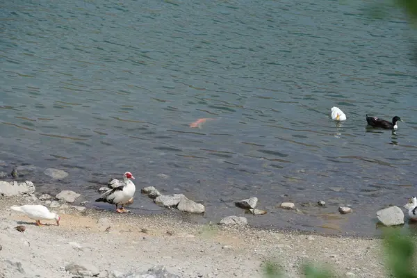 Koi sazan balığı, Al Rafisah Barajı dinlenme alanındaki ördeklerin yakınındaki Hawd al Bid 'ah rezervuarında yüzer. Koi, nishikigoi, 