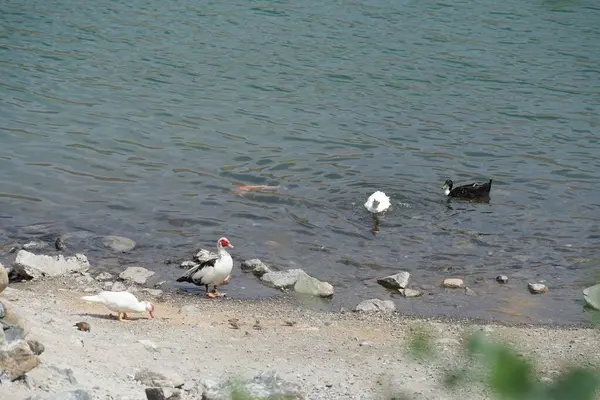 Koi sazan balığı, Al Rafisah Barajı dinlenme alanındaki ördeklerin yakınındaki Hawd al Bid 'ah rezervuarında yüzer. Koi, nishikigoi, 