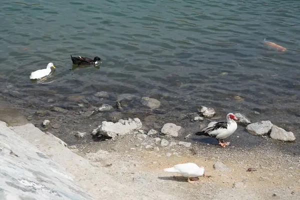 Koi sazan balığı, Al Rafisah Barajı dinlenme alanındaki ördeklerin yakınındaki Hawd al Bid 'ah rezervuarında yüzer. Koi, nishikigoi, 