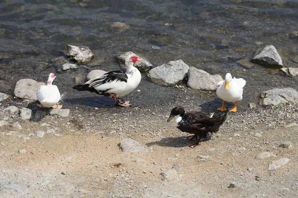 Ördekler Nisan ayında Al Rafisah Barajı dinlenme alanındaki Hawd al Bid 'ah rezervuarında yaşarlar. Ördek, Anatidae familyasındaki birçok su kuşunun yaygın adıdır. Wadi Wshee, Sharjah, BAE. 