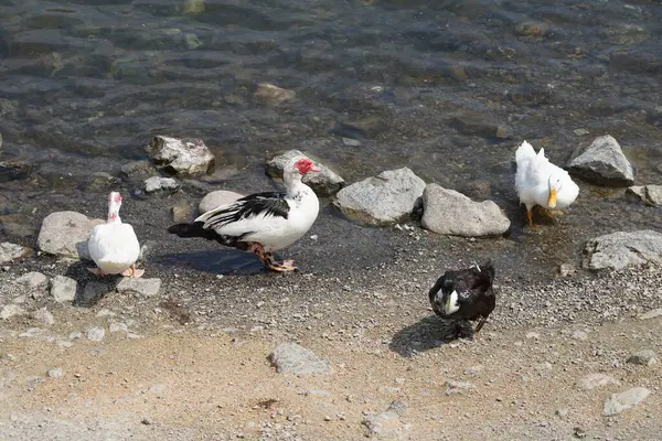Ördekler Nisan ayında Al Rafisah Barajı dinlenme alanındaki Hawd al Bid 'ah rezervuarında yaşarlar. Ördek, Anatidae familyasındaki birçok su kuşunun yaygın adıdır. Wadi Wshee, Sharjah, BAE. 