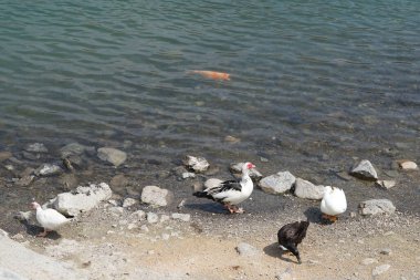 Koi sazan balığı, Al Rafisah Barajı dinlenme alanındaki ördeklerin yakınındaki Hawd al Bid 'ah rezervuarında yüzer. Koi, nishikigoi, 