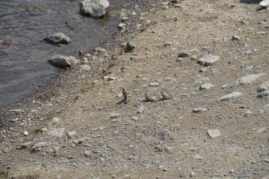 Üç kadın serçe, Passer domesticus, Nisan ayında El Rafisah Barajı dinlenme alanındaki Hawd al Bid 'ah rezervuarının kıyısında oturuyor. Serçe, Serçe familyasından bir kuş türü. Wadi Wshee, Sharjah, BAE. 