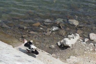 Cairina Moschata ördeği Nisan ayında El Rafisah Barajı dinlenme alanındaki Hawd al Bid 'ah rezervuarının yakınlarında yaşar. Moscovy ördeği, Cairina Moschata, bir ördektir. Wadi Wshee, Sharjah, BAE. 