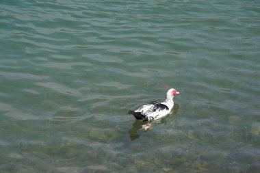 Cairina Moschata ördeği Nisan ayında El Rafisah Barajı dinlenme alanındaki Hawd al Bid 'ah rezervuarının yakınlarında yaşar. Moscovy ördeği, Cairina Moschata, bir ördektir. Wadi Wshee, Sharjah, BAE. 