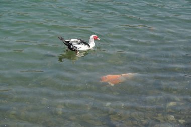 Nisan ayında El Rafisah Barajı dinlenme alanındaki Hawd al Bid 'ah rezervuarında bir Muscovy ördeği Koi sazan balığının yanında yüzer. Moscovy ördeği, Cairina Moschata, bir ördektir. Wadi Wshee, Sharjah, BAE.