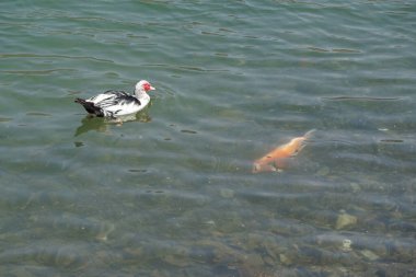 Nisan ayında El Rafisah Barajı dinlenme alanındaki Hawd al Bid 'ah rezervuarında bir Muscovy ördeği Koi sazan balığının yanında yüzer. Moscovy ördeği, Cairina Moschata, bir ördektir. Wadi Wshee, Sharjah, BAE.