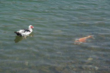 Nisan ayında El Rafisah Barajı dinlenme alanındaki Hawd al Bid 'ah rezervuarında bir Muscovy ördeği Koi sazan balığının yanında yüzer. Moscovy ördeği, Cairina Moschata, bir ördektir. Wadi Wshee, Sharjah, BAE.