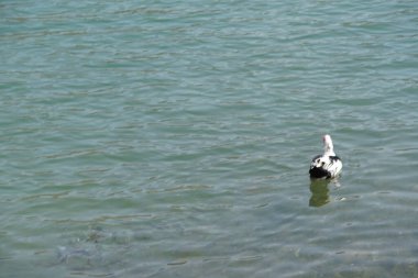 Cairina Moschata ördeği Nisan ayında El Rafisah Barajı dinlenme alanındaki Hawd al Bid 'ah rezervuarının yakınlarında yaşar. Moscovy ördeği, Cairina Moschata, bir ördektir. Wadi Wshee, Sharjah, BAE. 
