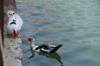 Cairina Moschata ördekleri Nisan ayında Hawd al Bid 'ah rezervuarının ve El Rafisah Barajı dinlenme alanındaki çardağın yanında bulunmaktadır. Moscovy ördeği, Cairina Moschata, bir ördektir. Wadi Wshee, Sharjah, BAE.