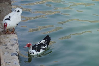 Cairina Moschata ördekleri Nisan ayında Hawd al Bid 'ah rezervuarının ve El Rafisah Barajı dinlenme alanındaki çardağın yanında bulunmaktadır. Moscovy ördeği, Cairina Moschata, bir ördektir. Wadi Wshee, Sharjah, BAE.