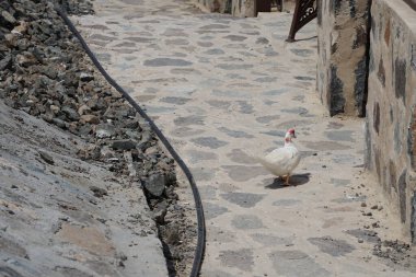 Muscovy ördeği, Nisan ayında Al Rafisah Barajı dinlenme alanında Hawd al Bid 'ah rezervuarının yakınındaki pavyonlar boyunca yürür. Moscovy ördeği, Cairina Moschata, bir ördektir. Wadi Wshee, Sharjah, BAE. 