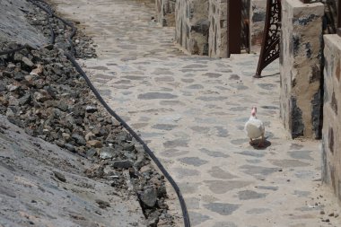 Muscovy ördeği, Nisan ayında Al Rafisah Barajı dinlenme alanında Hawd al Bid 'ah rezervuarının yakınındaki pavyonlar boyunca yürür. Moscovy ördeği, Cairina Moschata, bir ördektir. Wadi Wshee, Sharjah, BAE. 