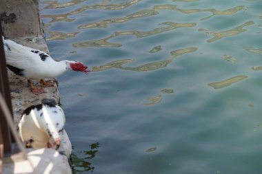 Cairina Moschata ördekleri Nisan ayında Hawd al Bid 'ah rezervuarının ve El Rafisah Barajı dinlenme alanındaki çardağın yanında bulunmaktadır. Moscovy ördeği, Cairina Moschata, bir ördektir. Wadi Wshee, Sharjah, BAE.