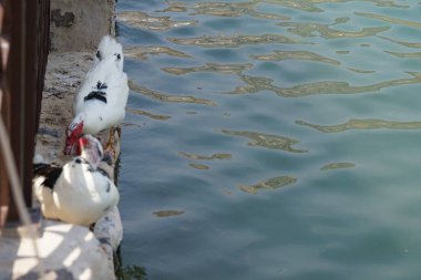 Cairina Moschata ördekleri Nisan ayında Hawd al Bid 'ah rezervuarının ve El Rafisah Barajı dinlenme alanındaki çardağın yanında bulunmaktadır. Moscovy ördeği, Cairina Moschata, bir ördektir. Wadi Wshee, Sharjah, BAE.