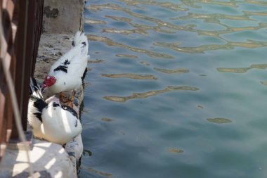 Cairina Moschata ördekleri Nisan ayında Hawd al Bid 'ah rezervuarının ve El Rafisah Barajı dinlenme alanındaki çardağın yanında bulunmaktadır. Moscovy ördeği, Cairina Moschata, bir ördektir. Wadi Wshee, Sharjah, BAE.