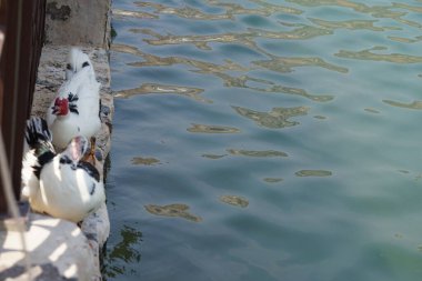 Cairina Moschata ördekleri Nisan ayında Hawd al Bid 'ah rezervuarının ve El Rafisah Barajı dinlenme alanındaki çardağın yanında bulunmaktadır. Moscovy ördeği, Cairina Moschata, bir ördektir. Wadi Wshee, Sharjah, BAE.