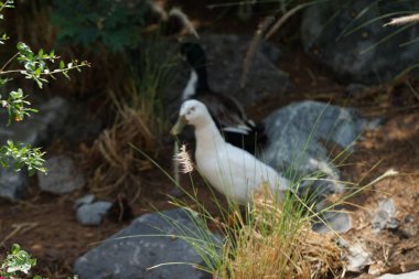 Ördekler Nisan ayında Al Rafisah Barajı dinlenme alanında Cenchrus setaceus çimenleri ve Bougainvillea glabra çalılarının yakınında otururlar. Ördek, Anatidae familyasındaki birçok su kuşunun yaygın adıdır. Wadi Wshee, Sharjah, BAE.