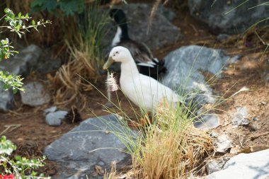 Ördekler Nisan ayında Al Rafisah Barajı dinlenme alanında Cenchrus setaceus çimenleri ve Bougainvillea glabra çalılarının yakınında otururlar. Ördek, Anatidae familyasındaki birçok su kuşunun yaygın adıdır. Wadi Wshee, Sharjah, BAE.