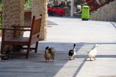 Ördeklerin cinsel birleşmesi, Al Rafisah Barajı dinlenme alanındaki Hawd al Bid 'ah rezervuarının kıyısındaki bir tepe örtüsünün altında Nisan ayında gerçekleşir. Ördek, Anatidae familyasındaki birçok su kuşunun yaygın adıdır. Wadi Wshee, Sharjah, BAE.