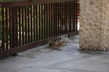 Ördekler Nisan ayında El Rafisah Barajı dinlenme alanındaki Hawd al Bid 'ah rezervuarının kıyısındaki bir gölgeliğin altında yürüyorlar. Ördek, Anatidae familyasındaki birçok su kuşunun yaygın adıdır. Wadi Wshee, Sharjah, BAE. 