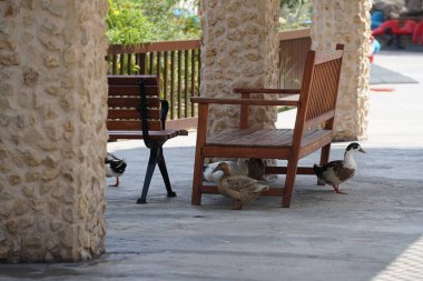 Ördekler Nisan ayında El Rafisah Barajı dinlenme alanındaki Hawd al Bid 'ah rezervuarının kıyısındaki bir gölgeliğin altında yürüyorlar. Ördek, Anatidae familyasındaki birçok su kuşunun yaygın adıdır. Wadi Wshee, Sharjah, BAE. 