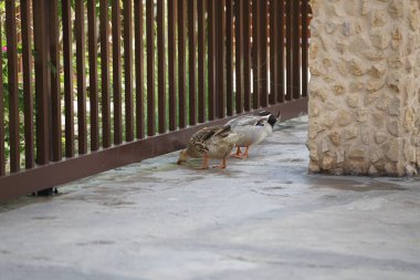 Ördekler Nisan ayında El Rafisah Barajı dinlenme alanındaki Hawd al Bid 'ah rezervuarının kıyısındaki bir gölgeliğin altında yürüyorlar. Ördek, Anatidae familyasındaki birçok su kuşunun yaygın adıdır. Wadi Wshee, Sharjah, BAE. 