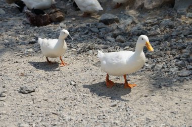 Ördekler Nisan ayında Al Rafisah Barajı dinlenme alanındaki Hawd al Bid 'ah rezervuarında yaşarlar. Ördek, Anatidae familyasındaki birçok su kuşunun yaygın adıdır. Wadi Wshee, Sharjah, BAE.  