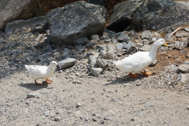 Ördekler Nisan ayında Al Rafisah Barajı dinlenme alanındaki Hawd al Bid 'ah rezervuarında yaşarlar. Ördek, Anatidae familyasındaki birçok su kuşunun yaygın adıdır. Wadi Wshee, Sharjah, BAE.  