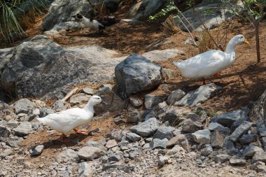 Ördekler Nisan ayında Al Rafisah Barajı dinlenme alanındaki Hawd al Bid 'ah rezervuarında yaşarlar. Ördek, Anatidae familyasındaki birçok su kuşunun yaygın adıdır. Wadi Wshee, Sharjah, BAE.  