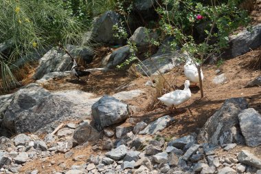 Ördekler Nisan ayında Al Rafisah Barajı dinlenme alanındaki Hawd al Bid 'ah rezervuarında yaşarlar. Ördek, Anatidae familyasındaki birçok su kuşunun yaygın adıdır. Wadi Wshee, Sharjah, BAE.  