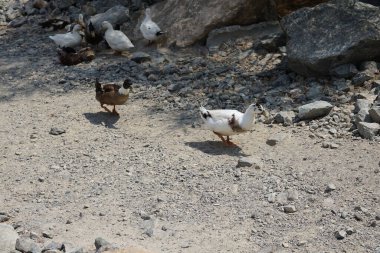 Ördekler Nisan ayında Al Rafisah Barajı dinlenme alanındaki Hawd al Bid 'ah rezervuarında yaşarlar. Ördek, Anatidae familyasındaki birçok su kuşunun yaygın adıdır. Wadi Wshee, Sharjah, BAE.  