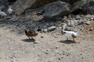 Ördekler Nisan ayında Al Rafisah Barajı dinlenme alanındaki Hawd al Bid 'ah rezervuarında yaşarlar. Ördek, Anatidae familyasındaki birçok su kuşunun yaygın adıdır. Wadi Wshee, Sharjah, BAE.  
