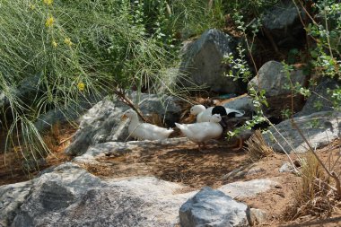 Ördekler Nisan ayında Al Rafisah Barajı dinlenme alanındaki Hawd al Bid 'ah rezervuarında yaşarlar. Ördek, Anatidae familyasındaki birçok su kuşunun yaygın adıdır. Wadi Wshee, Sharjah, BAE.  