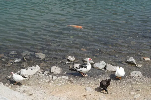 Koi sazan balığı, Al Rafisah Barajı dinlenme alanındaki ördeklerin yakınındaki Hawd al Bid 'ah rezervuarında yüzer. Koi, nishikigoi, 