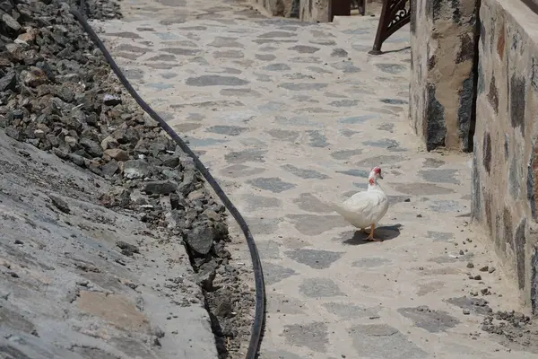 Muscovy ördeği, Nisan ayında Al Rafisah Barajı dinlenme alanında Hawd al Bid 'ah rezervuarının yakınındaki pavyonlar boyunca yürür. Moscovy ördeği, Cairina Moschata, bir ördektir. Wadi Wshee, Sharjah, BAE. 