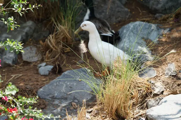 Ördekler Nisan ayında Al Rafisah Barajı dinlenme alanında Cenchrus setaceus çimenleri ve Bougainvillea glabra çalılarının yakınında otururlar. Ördek, Anatidae familyasındaki birçok su kuşunun yaygın adıdır. Wadi Wshee, Sharjah, BAE.
