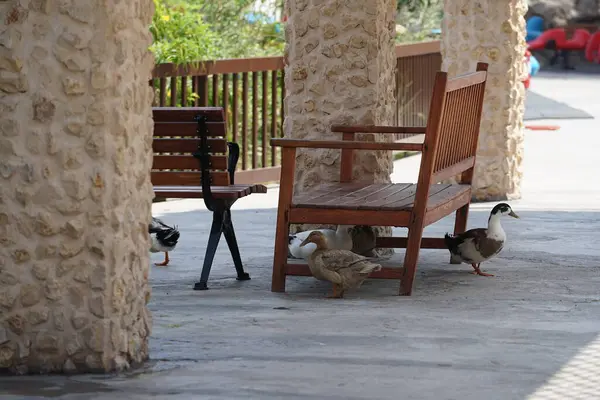 Ördekler Nisan ayında El Rafisah Barajı dinlenme alanındaki Hawd al Bid 'ah rezervuarının kıyısındaki bir gölgeliğin altında yürüyorlar. Ördek, Anatidae familyasındaki birçok su kuşunun yaygın adıdır. Wadi Wshee, Sharjah, BAE. 