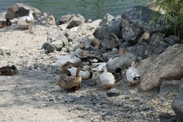 Ördekler Nisan ayında Al Rafisah Barajı dinlenme alanındaki Hawd al Bid 'ah rezervuarında yaşarlar. Ördek, Anatidae familyasındaki birçok su kuşunun yaygın adıdır. Wadi Wshee, Sharjah, BAE.  