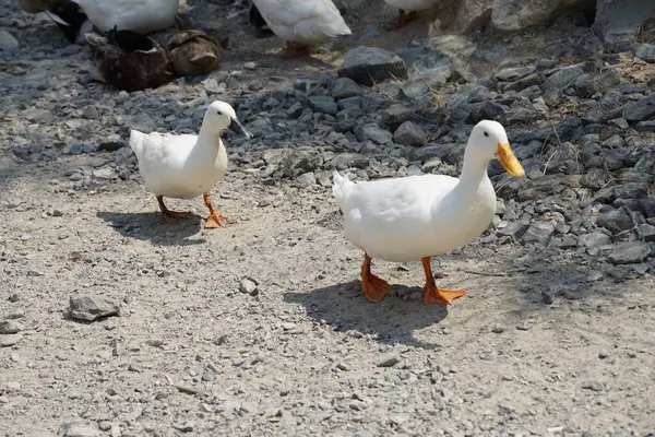 Ördekler Nisan ayında Al Rafisah Barajı dinlenme alanındaki Hawd al Bid 'ah rezervuarında yaşarlar. Ördek, Anatidae familyasındaki birçok su kuşunun yaygın adıdır. Wadi Wshee, Sharjah, BAE.  