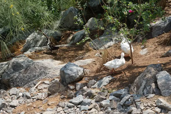 Ördekler Nisan ayında Al Rafisah Barajı dinlenme alanındaki Hawd al Bid 'ah rezervuarında yaşarlar. Ördek, Anatidae familyasındaki birçok su kuşunun yaygın adıdır. Wadi Wshee, Sharjah, BAE.  
