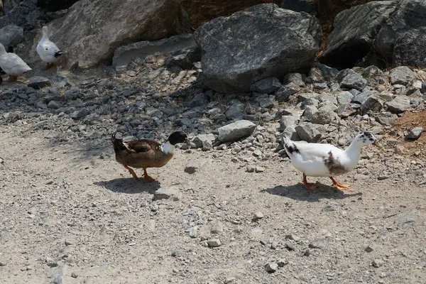 Ördekler Nisan ayında Al Rafisah Barajı dinlenme alanındaki Hawd al Bid 'ah rezervuarında yaşarlar. Ördek, Anatidae familyasındaki birçok su kuşunun yaygın adıdır. Wadi Wshee, Sharjah, BAE.  