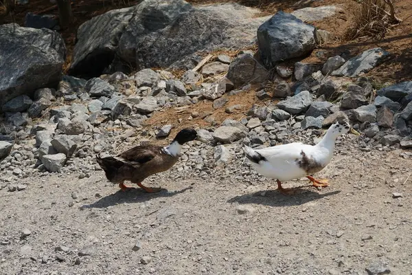 Ördekler Nisan ayında Al Rafisah Barajı dinlenme alanındaki Hawd al Bid 'ah rezervuarında yaşarlar. Ördek, Anatidae familyasındaki birçok su kuşunun yaygın adıdır. Wadi Wshee, Sharjah, BAE.  