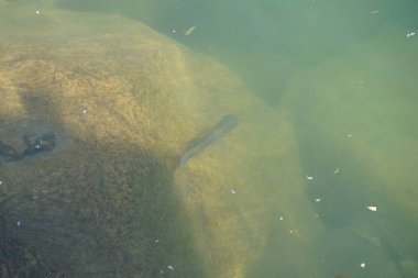 Hawd al Bid 'ah rezervuarının temiz suyundaki çeşitli balıklar El Rafisah Barajı dinlenme alanındaki kıyıdan görülebilir. Wadi Wshee, Sharjah, BAE.