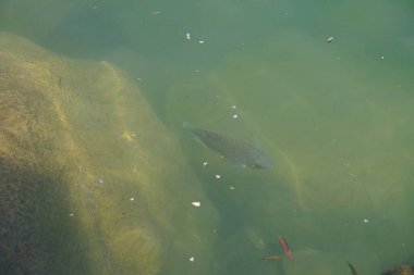 Hawd al Bid 'ah rezervuarının temiz suyundaki çeşitli balıklar El Rafisah Barajı dinlenme alanındaki kıyıdan görülebilir. Wadi Wshee, Sharjah, BAE.