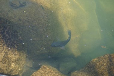 Hawd al Bid 'ah rezervuarının temiz suyundaki çeşitli balıklar El Rafisah Barajı dinlenme alanındaki kıyıdan görülebilir. Wadi Wshee, Sharjah, BAE.