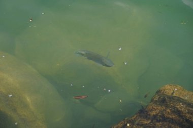 Hawd al Bid 'ah rezervuarının temiz suyundaki çeşitli balıklar El Rafisah Barajı dinlenme alanındaki kıyıdan görülebilir. Wadi Wshee, Sharjah, BAE.