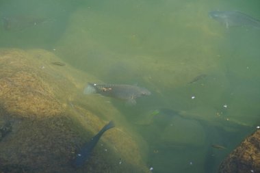 Hawd al Bid 'ah rezervuarının temiz suyundaki çeşitli balıklar El Rafisah Barajı dinlenme alanındaki kıyıdan görülebilir. Wadi Wshee, Sharjah, BAE.