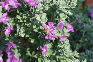 El Rafisah Barajı 'ndaki Löcophyllum Frutescens çiçeklerinin üzerinden bir arı uçuyor. Löcophyllum frutescens, Texas Ranger, Texas yağmur bilgesi, Teksas gümüş yaprağı, her zaman yeşil olan bir çalılıktır. Wadi Wshee, Sharjah, BAE.                                  